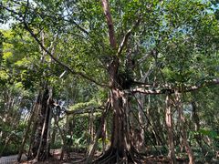 -中国科学院西双版纳热带植物园