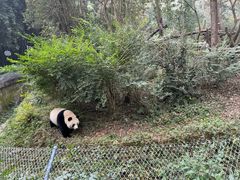 -成都大熊猫繁育研究基地