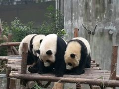 -成都大熊猫繁育研究基地