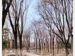 -大兴滨河森林公园