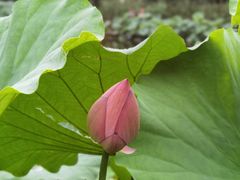 -陈家山荷花公园
