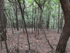 -青龙山国家森林公园