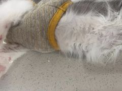 -糯米喵星人总部直营旗舰店·猫舍·幼猫出售
