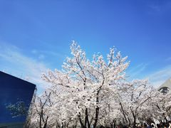 -龙美术馆(西岸馆)