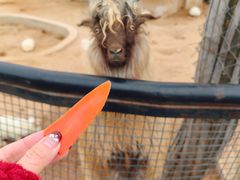 -石家庄市动物园