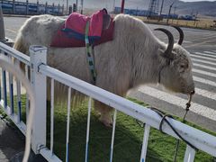 -青海湖国家重点风景名胜区