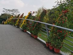 -青枫公园