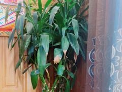 -宗巴雍姆藏餐府