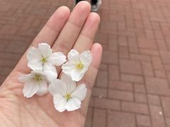 -金鸡湖桃花岛