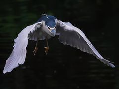 -重庆彩云湖湿地公园