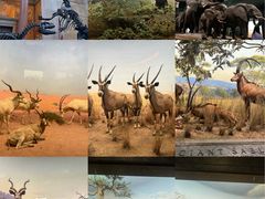 -美国自然历史博物馆