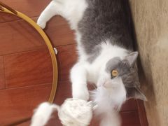 -Catmate·猫肥家润(金润铂宫店)