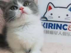 -十年猫舍·猫咪专门店(普陀店)
