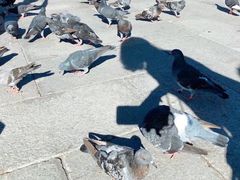 -圣马尔谷圣殿宗主教座堂