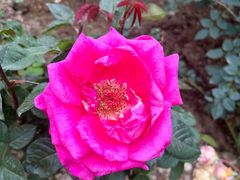 -人民公园(罗湖区)