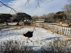 -沈阳森林动物园