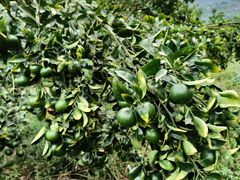 -小八仙·宴(三峡茶庄店)