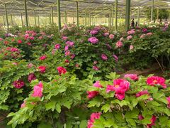 -洛阳市隋唐城遗址植物园