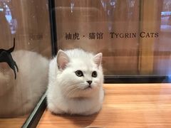 -袖虎·猫馆(体育西路店)
