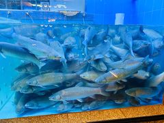 -淘米捞·米汤脆鲩鱼火锅(福田皇岗店)