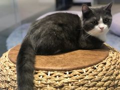 -momokira米努特·德文卷毛猫·棉花面纱犬