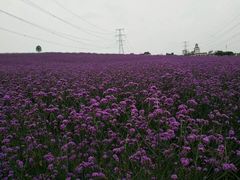 -紫颐香薰山谷景区