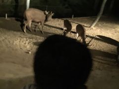 -清迈夜间动物园