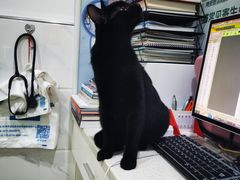 -萌兽医馆·宠物医院·猫骨科(创景店)