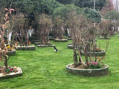 -合肥滨湖国家森林公园