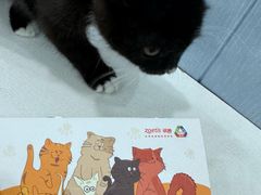 -纳吉亚猫专科动物诊疗中心(蒋宅口分院)