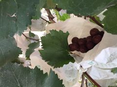 马陆小张葡萄园-马陆小张葡萄园农家乐