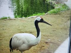 -秦皇岛野生动物园