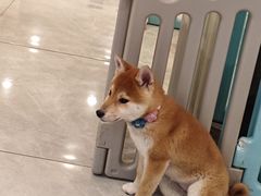 -柴犬小屋·柴餐厅·狗咖食堂(金鼎广场店)