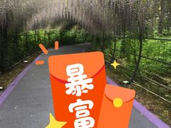 -大塘金香草谷