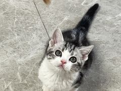 -喵zoo家庭繁育猫舍(尖东智能花园店)