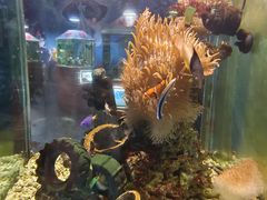 -太平洋海底世界