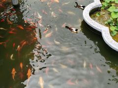 -豫园湖心亭茶楼