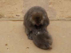 -岚山猴子公园