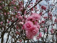-天适樱花悠乐园