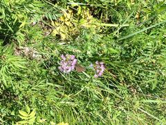 iphone_upload_pic-塞罕坝国家级自然保护区