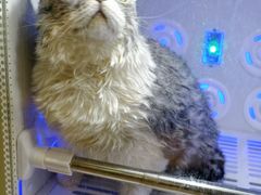 -PETKIT小佩宠物·低压洗护(国顺东路店)