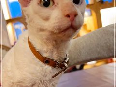 -猫小院猫主题餐厅(南锣旗舰店)