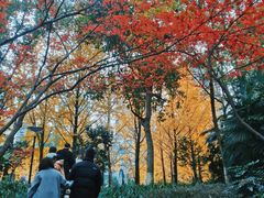 -重庆彩云湖湿地公园