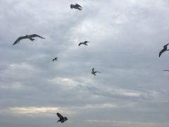 -长岛万鸟岛