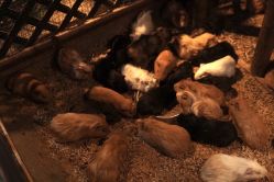 -酷嗒动物文化乐园(cutezoo西溪乐天城店)