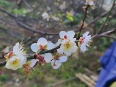 -广州市流溪河国家森林公园