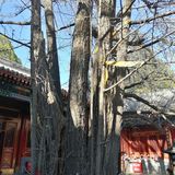 京西古刹八大处