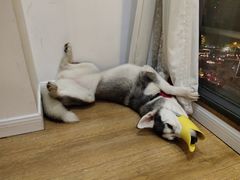 -Husky Go! 哈士奇体验馆·宠物咖啡厅狗咖