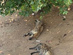 -西霞口神雕山野生动物世界