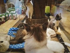 -more than meow吴止猫主题餐厅(承德 中船汇店)